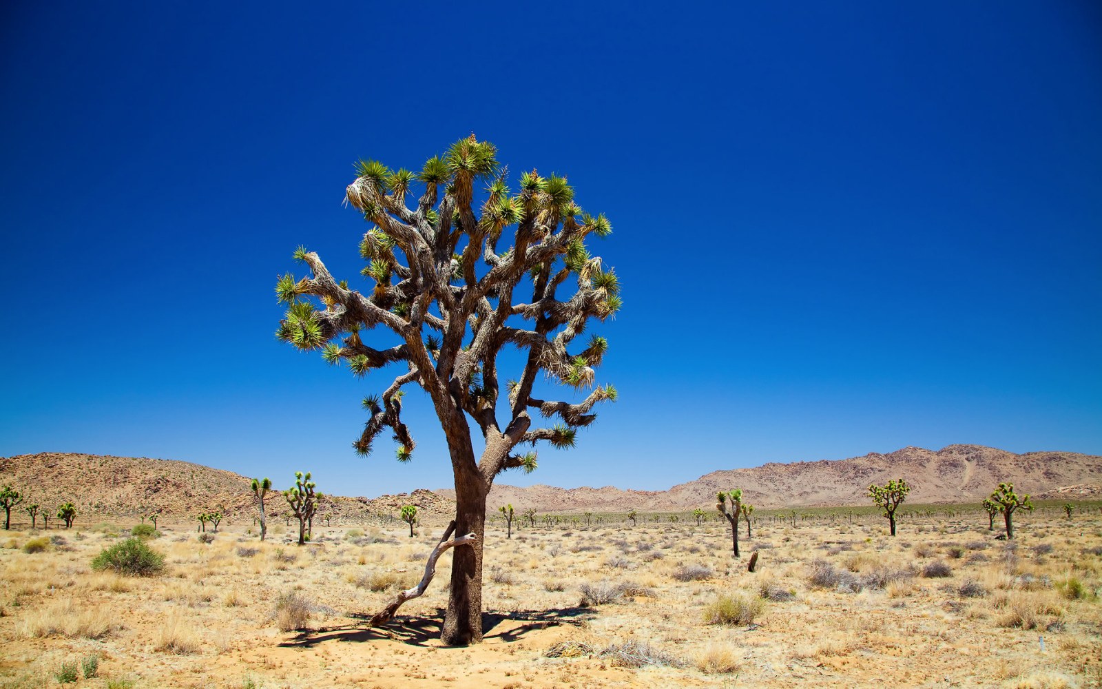 Joshua Tree Under a Blue Sky Wallpaper — Nature wallpaper