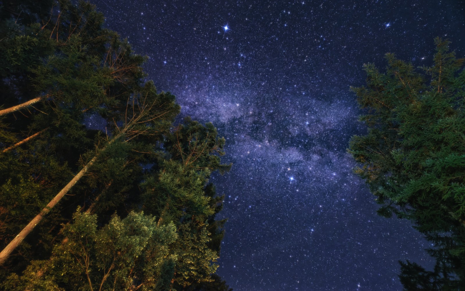 Forest in Moody Natural Light — Night Sky wallpaper