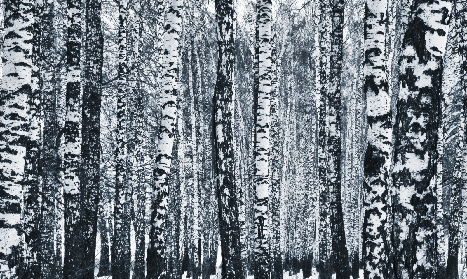 Black and White Birch Forest — Forest wallpaper