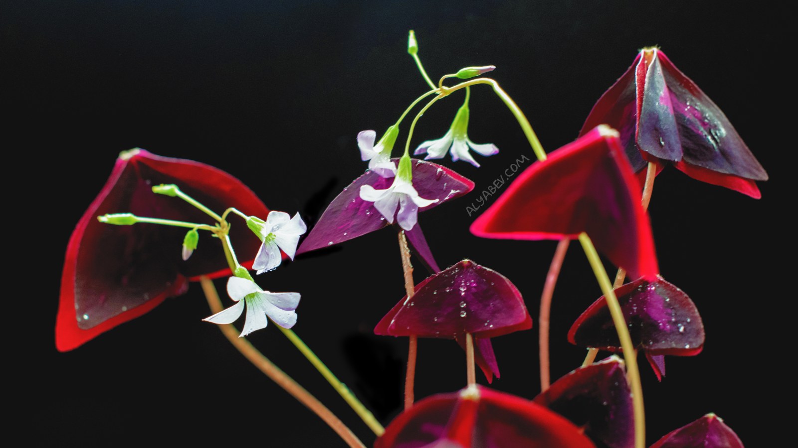 Orchids and Red Glass on Black 4K Wallpaper — Nature wallpaper