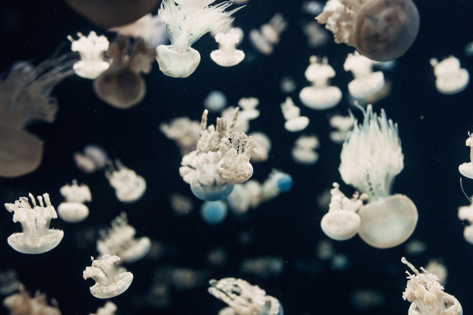 Ocean in Cool Natural Light — Underwater wallpaper