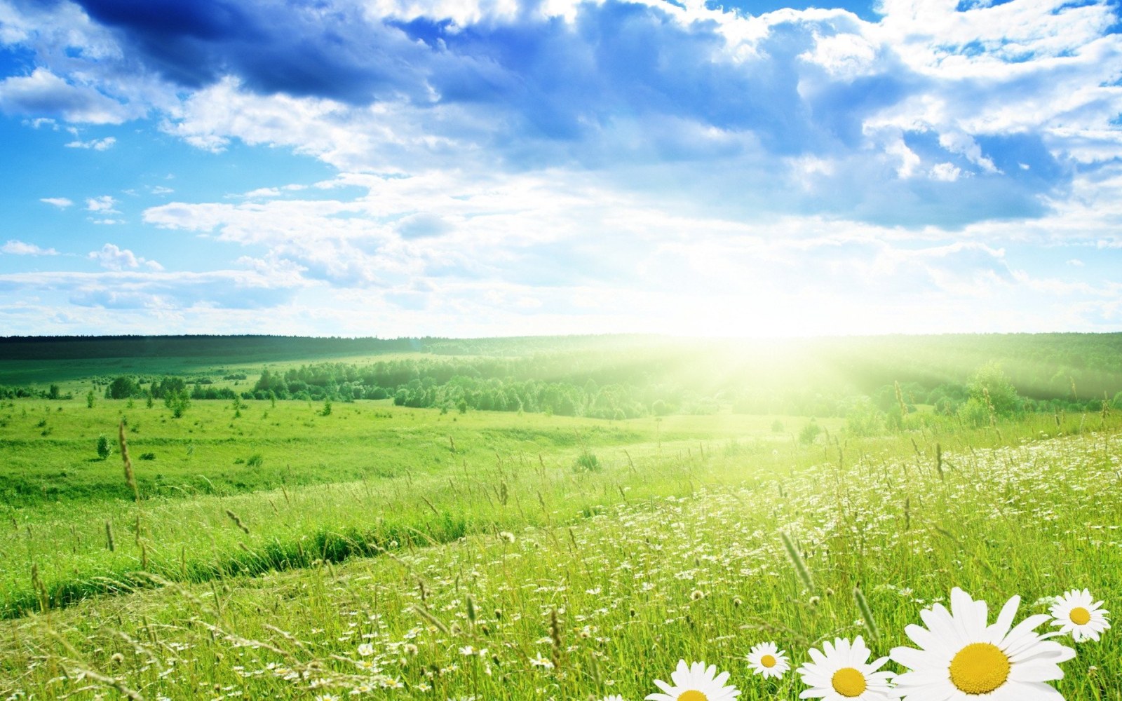 Sunlit Meadow with Daisies Wallpaper — Nature wallpaper