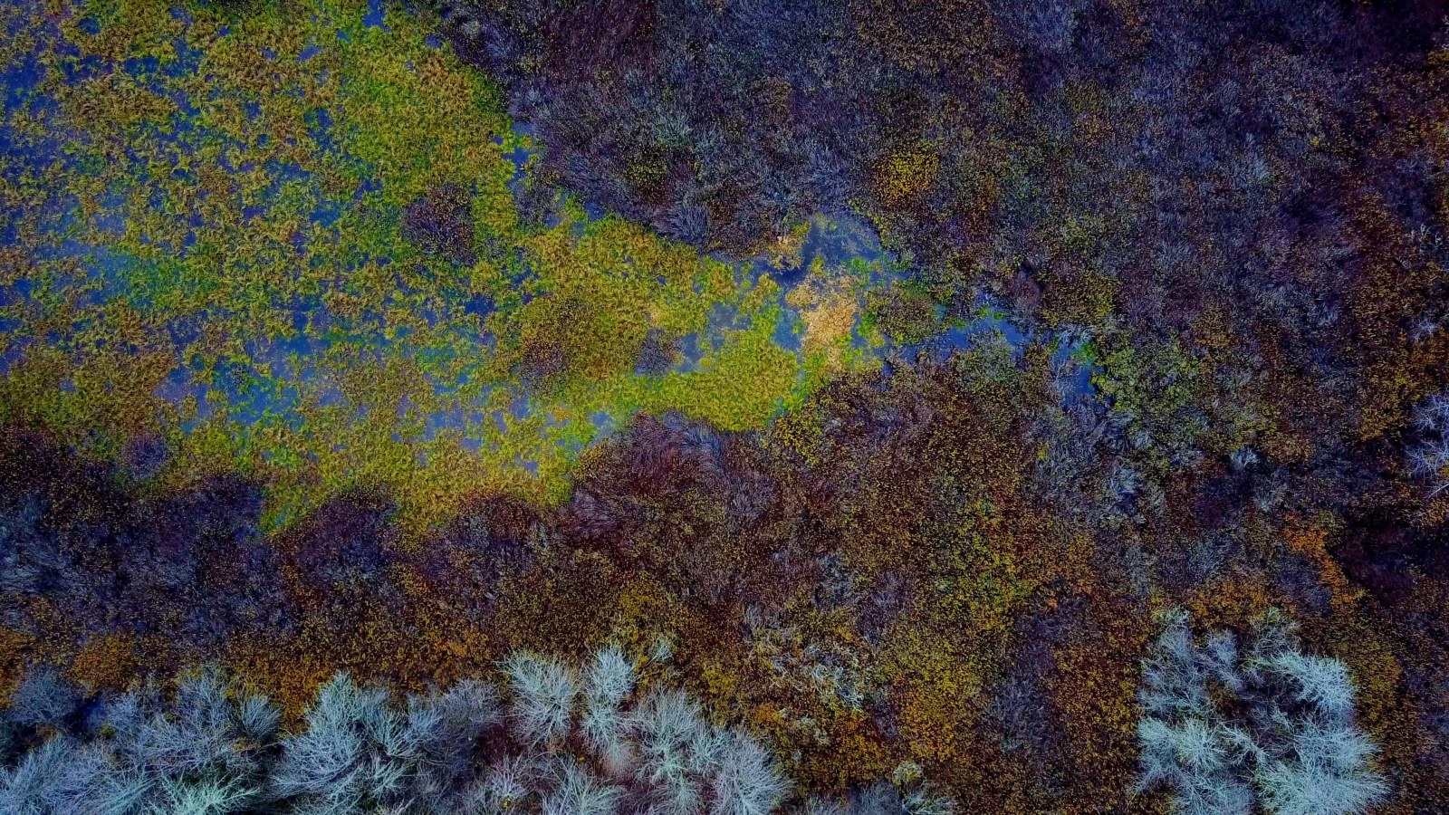 Autumn Forest From Above — Nature wallpaper