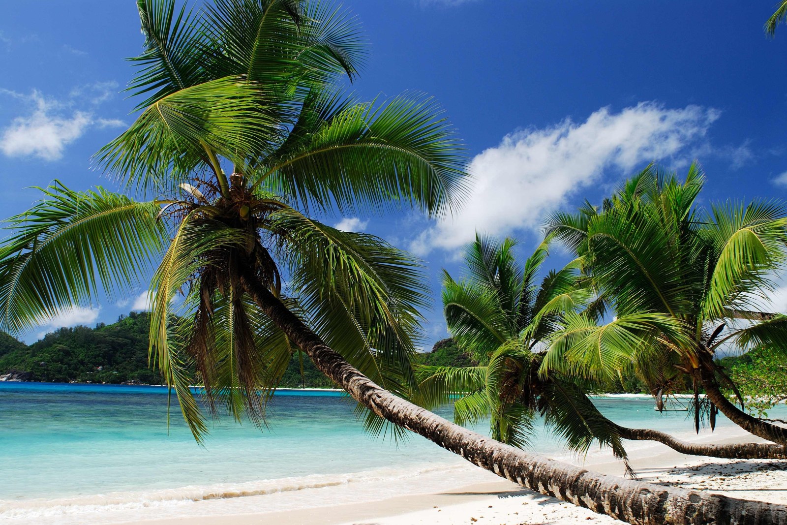 Leaning Palm Trees on a White Beach — Ocean & Beach wallpaper