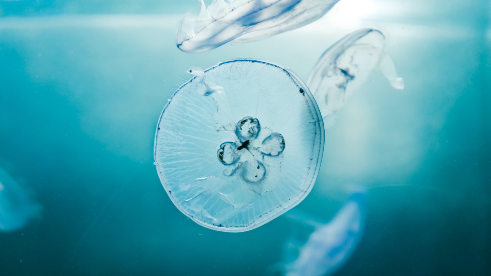 Ocean in Cool Sky Blue Light — Underwater wallpaper