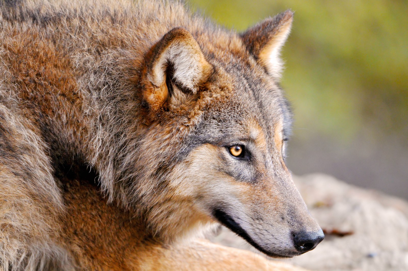 Watchful Wolf — Animals wallpaper