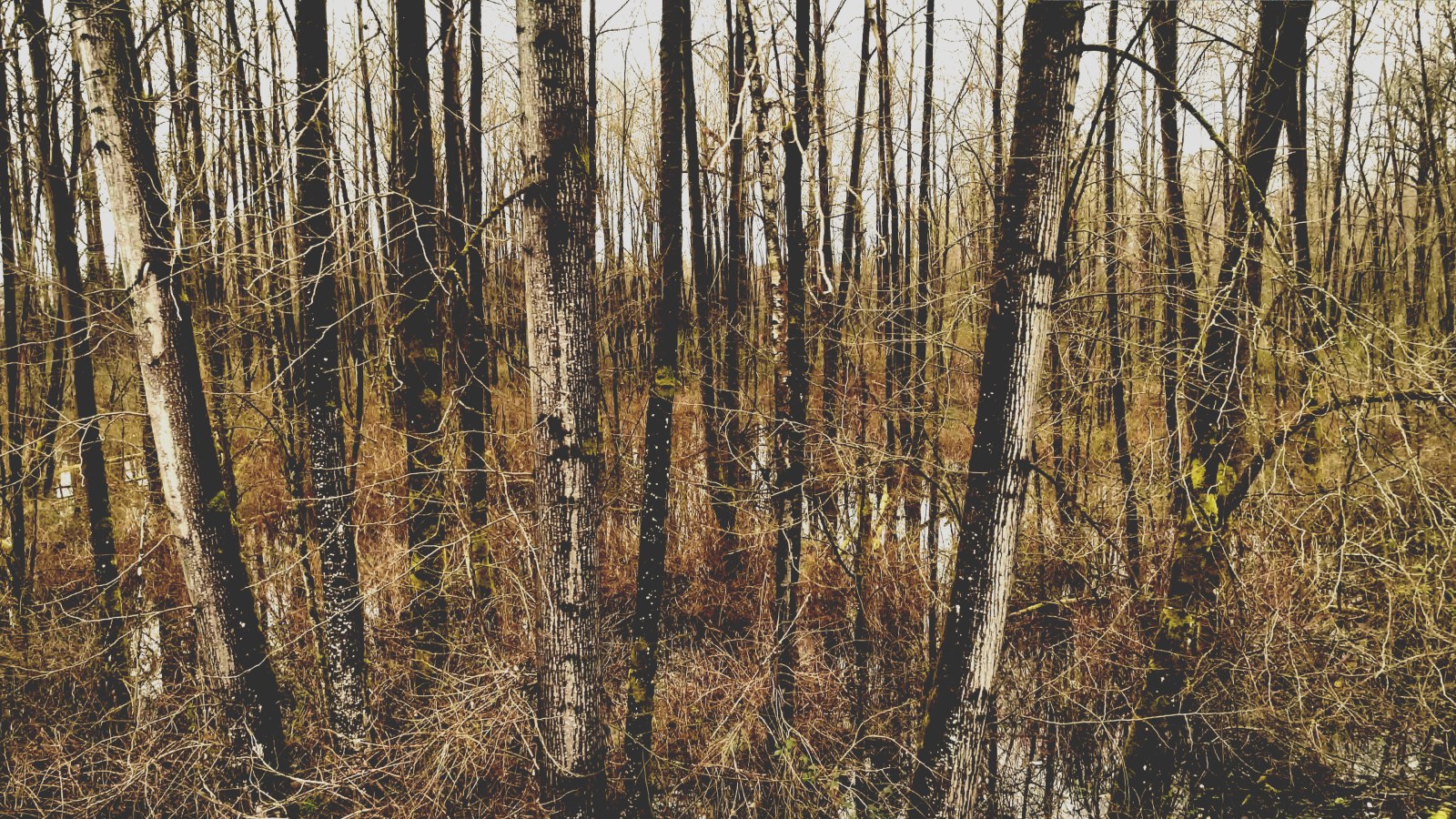 Northern Woodland — Nature wallpaper