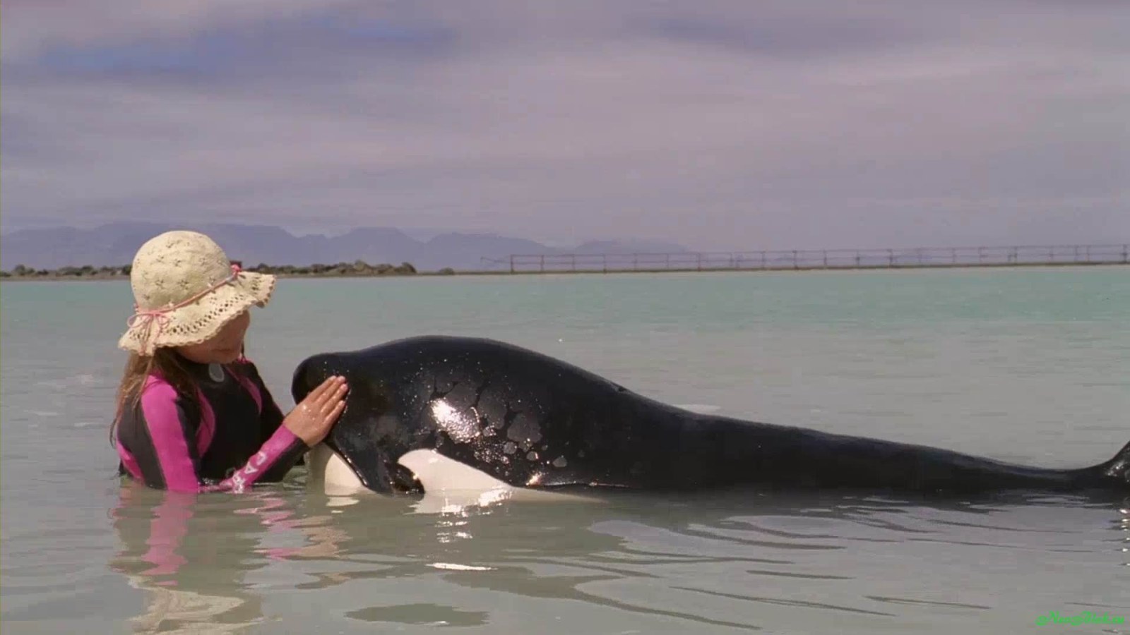 Woman Beside an Orca in Shallow Water Wallpaper — Animals wallpaper