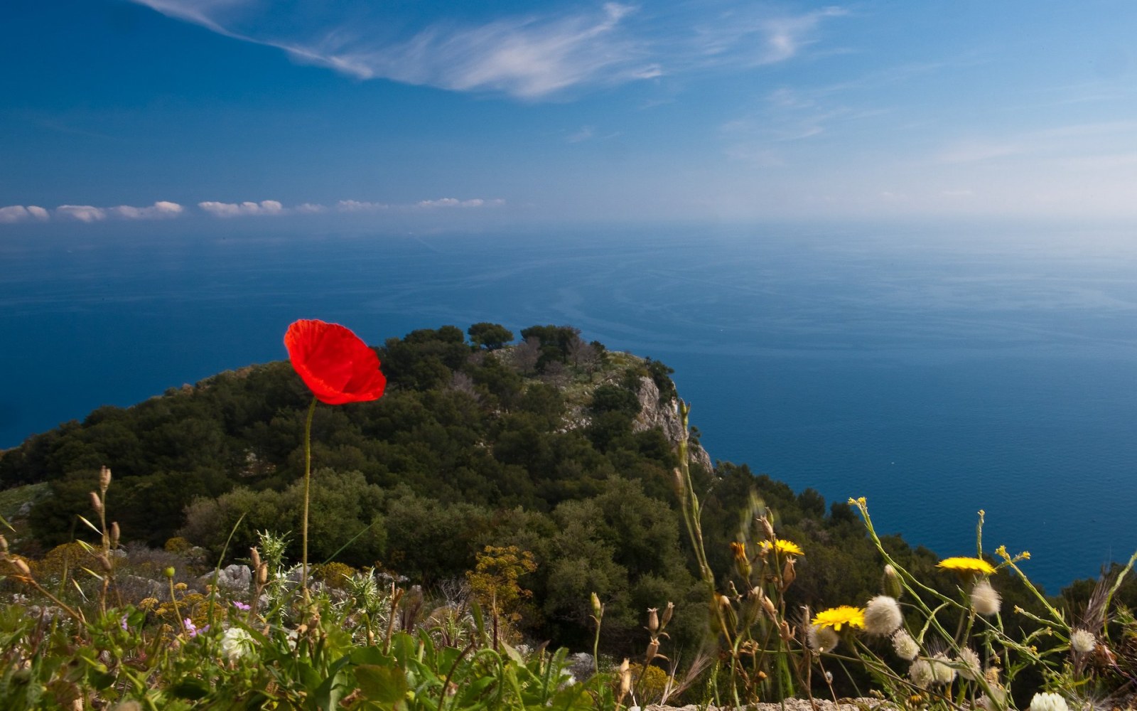 Red Poppy on a Coastal Hillside Wallpaper — Macro / Biophilic Nature wallpaper