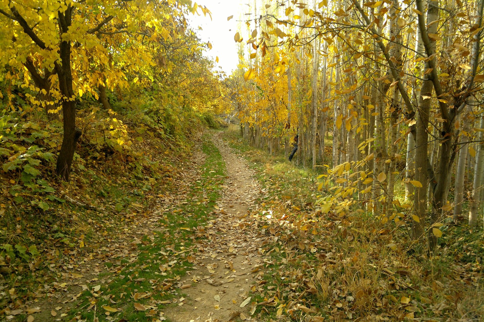 Golden Birch Trail in Autumn — Forest wallpaper