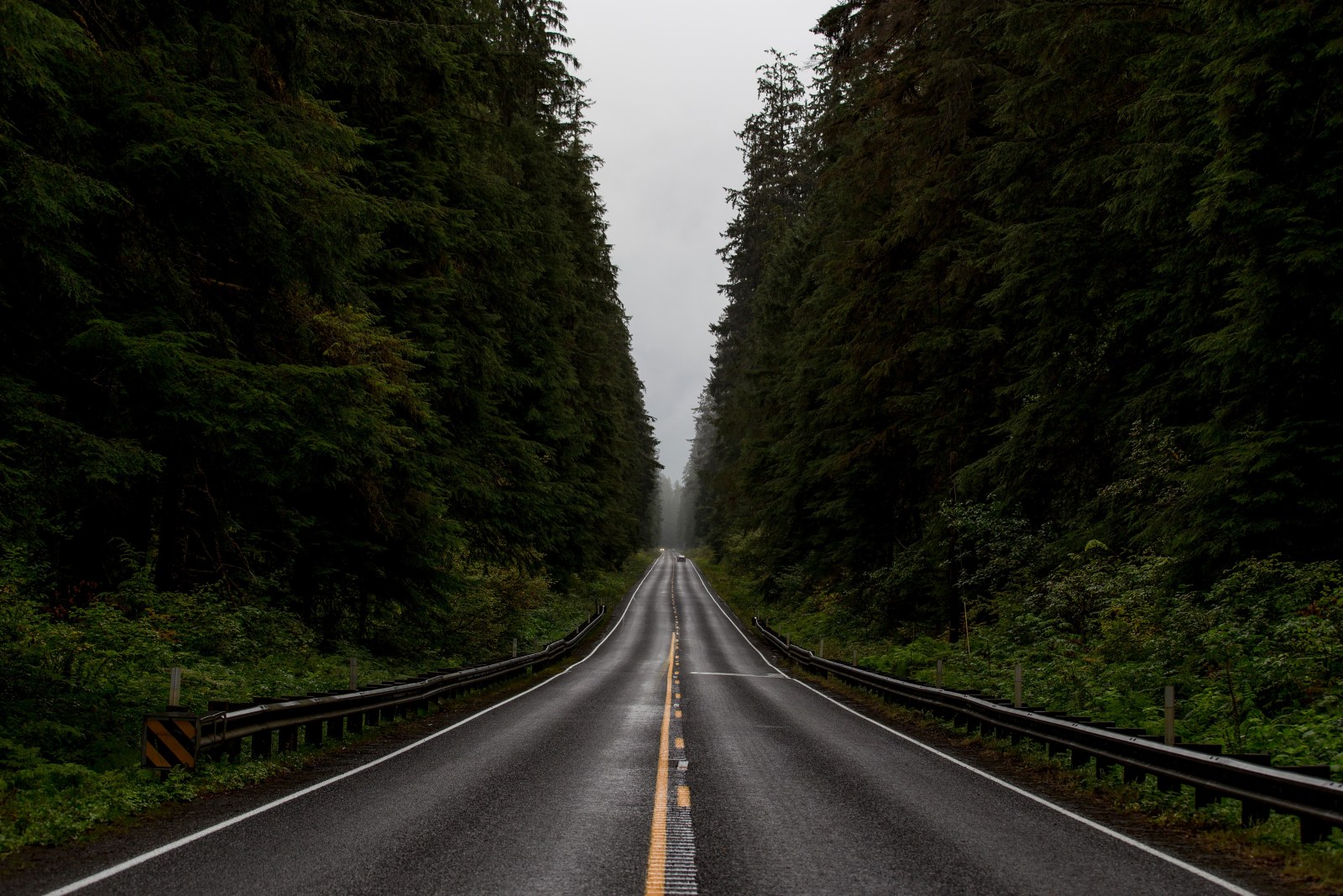 Rainy Forest Road — Nature wallpaper