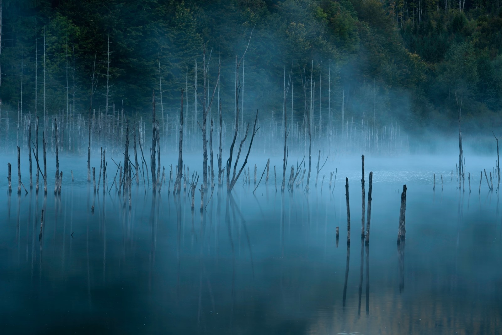 Dead Trees in a Dark Misty Lake — Nature wallpaper