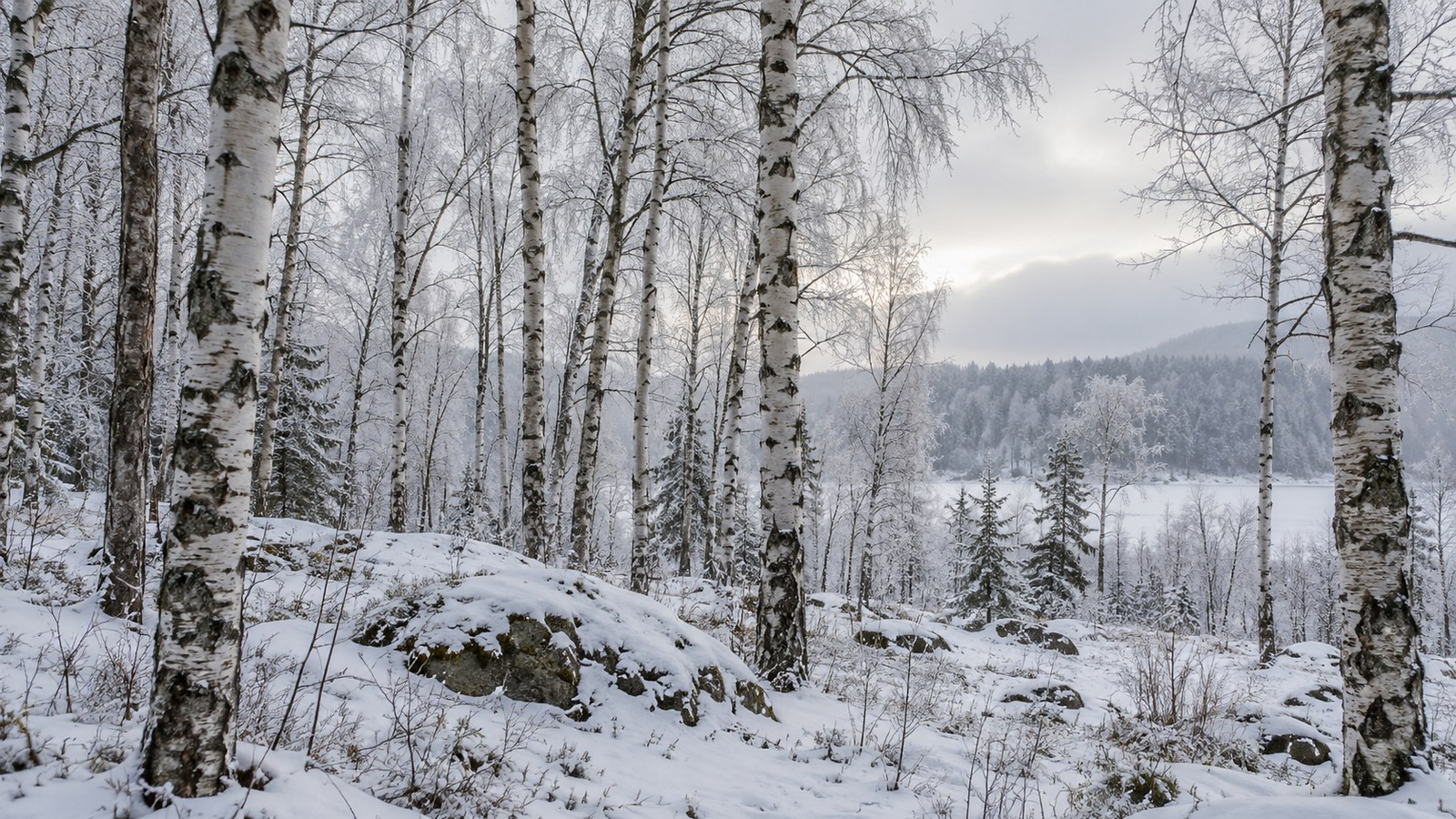 Snowy Birch Forest 4K Wallpaper — Nature wallpaper