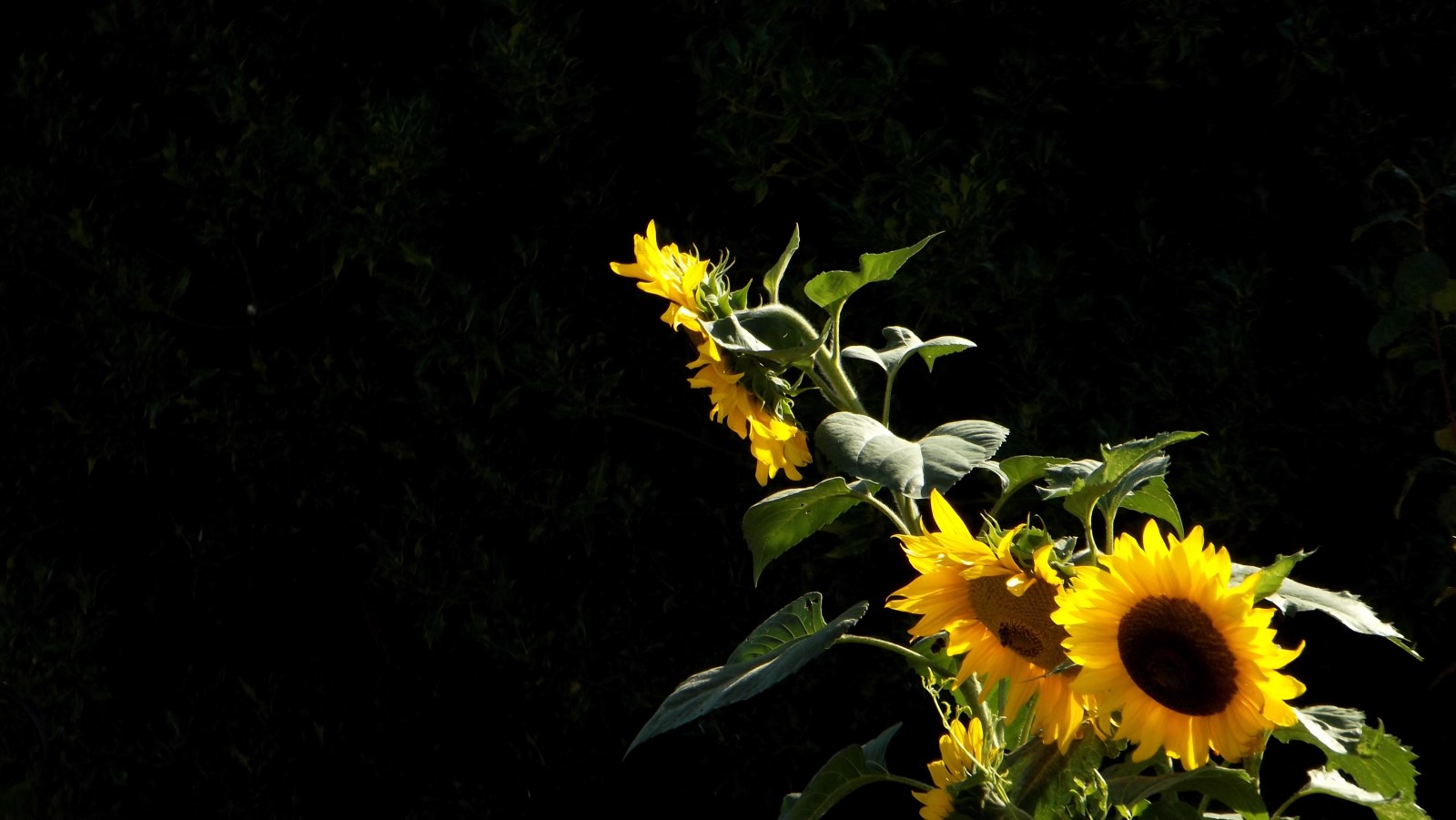 Sunflowers Against a Black Background 4K Wallpaper — Nature wallpaper