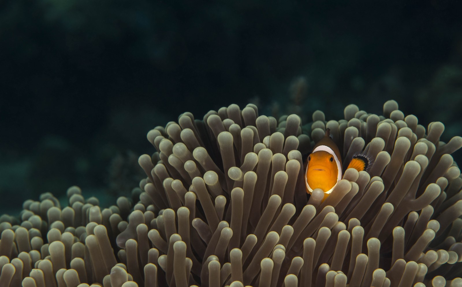 Ocean in Moody Natural Light — Underwater wallpaper