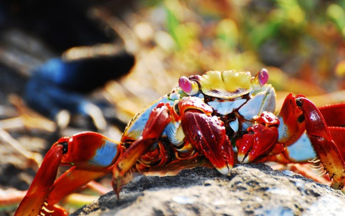 Colorful Crab on Coastal Rocks Wallpaper — Animals wallpaper