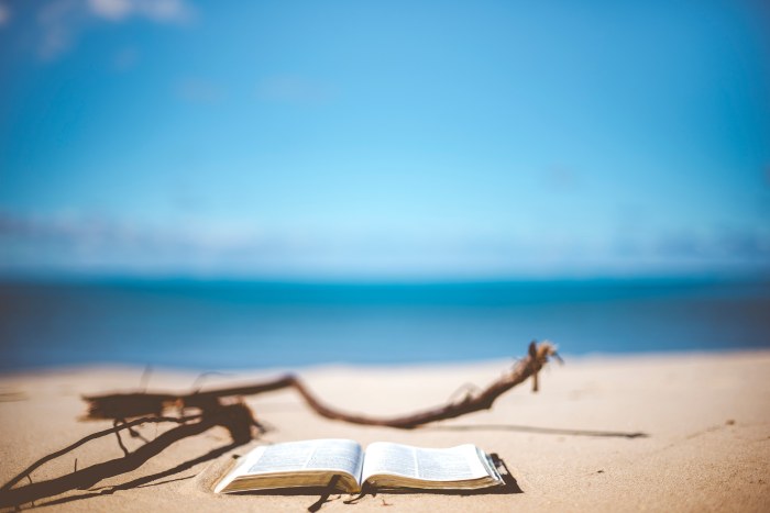 Driftwood on a Sunny Beach — Ocean & Beach wallpaper