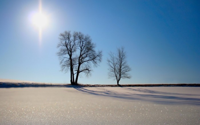 Two Bare Trees in a Snowfield Wallpaper — Minimal wallpaper