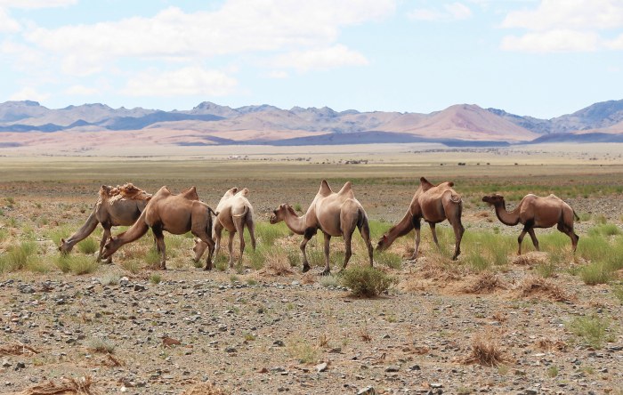 Camels in Gobi Desert 01 — Desert wallpaper
