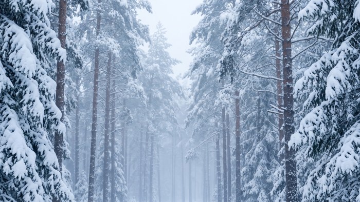 Snowy Pine Forest 4K Wallpaper — Nature wallpaper