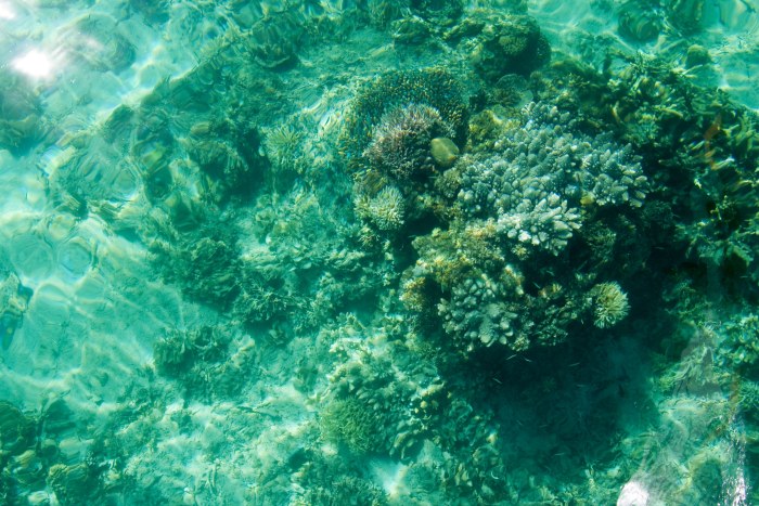 Coral Reef in Clear Water — Ocean & Beach wallpaper