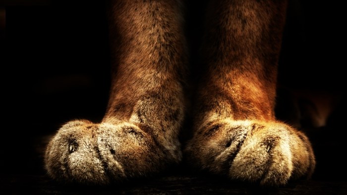 Lion Paws in the Shadows Wallpaper — Animals wallpaper
