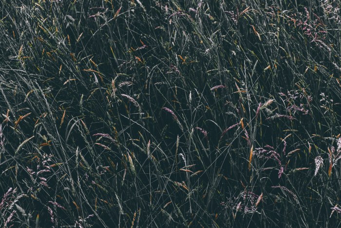 Meadow in Moody Navy Light — Nature wallpaper