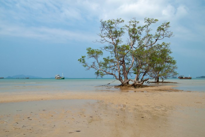 Coastal Trees in a Lagoon, Koh Mak — Ocean & Beach wallpaper