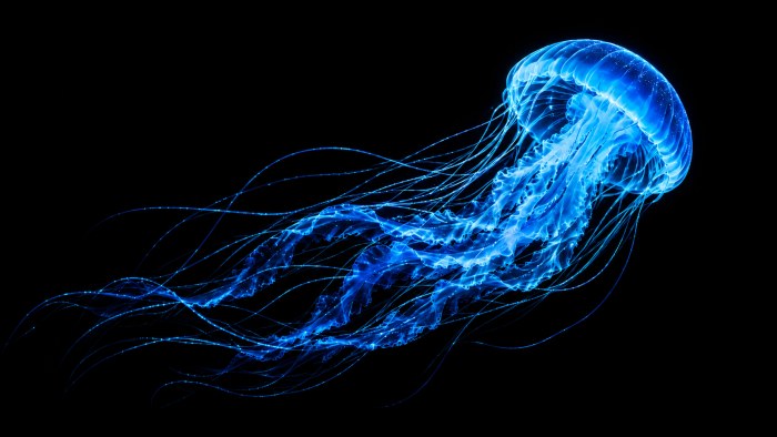 Blue Jellyfish 4K OLED Wallpaper — OLED & AMOLED wallpaper