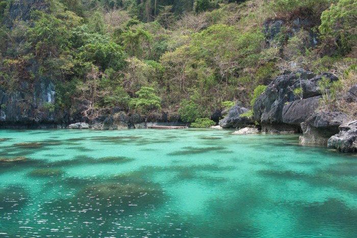 Forest on Limestone Karsts, Bacuit Bay — Ocean & Beach wallpaper