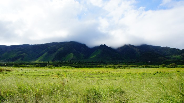 Tropical Forest Hills, Maui — Nature wallpaper