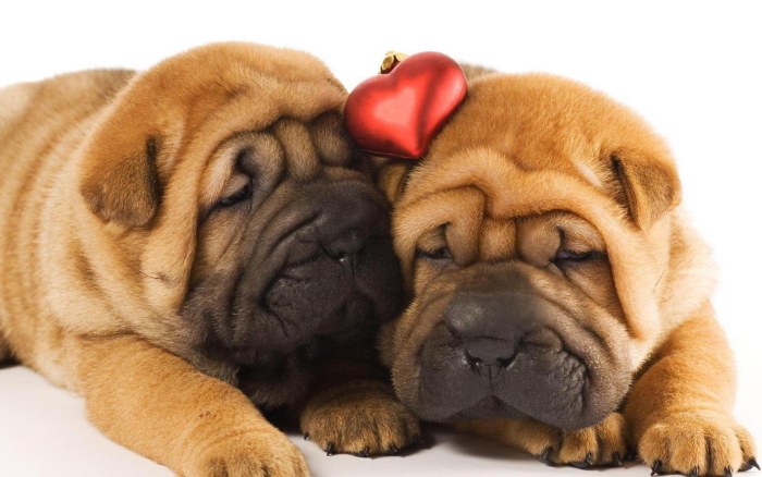 Sleeping Puppies with a Red Heart Wallpaper — Animals wallpaper