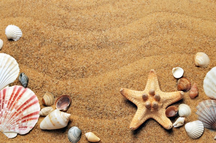 Seashells and Starfish on Golden Sand — Ocean & Beach wallpaper