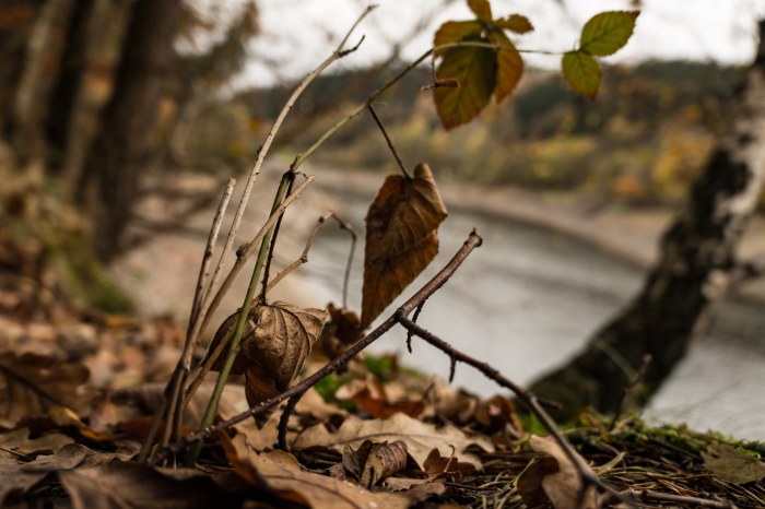 Autumn Leaves at the Water's Edge — Forest wallpaper