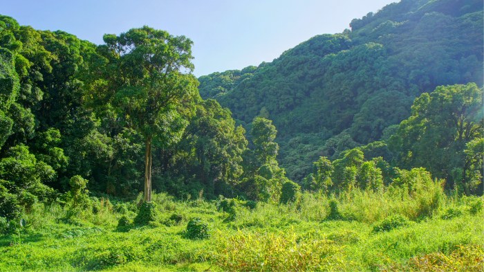 Tropical Forest in Maui — Nature wallpaper