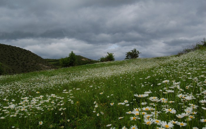 Wildflower Meadow Under Gray Clouds Wallpaper — Nature wallpaper