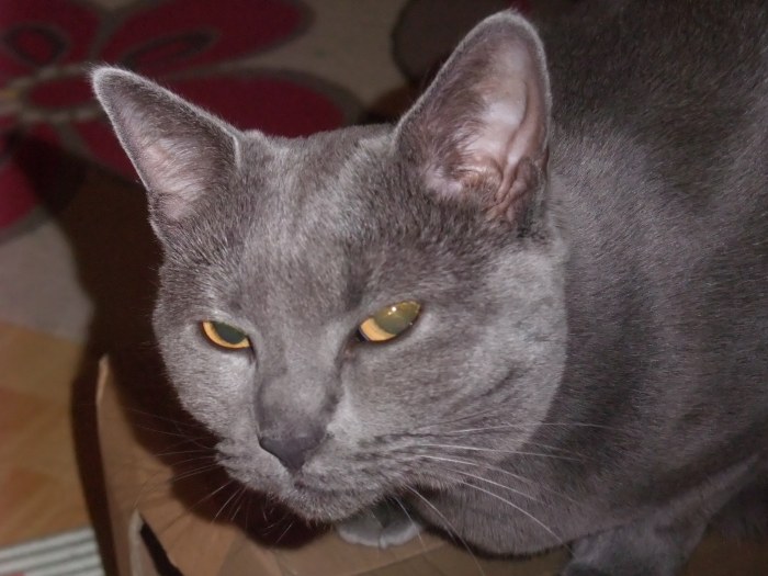 Safira Chartreux Cat — Animals wallpaper