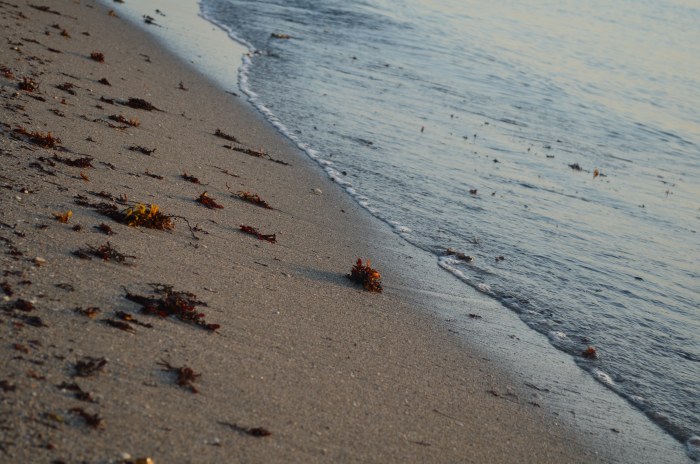 Quiet Shoreline in Soft Light — Ocean & Beach wallpaper