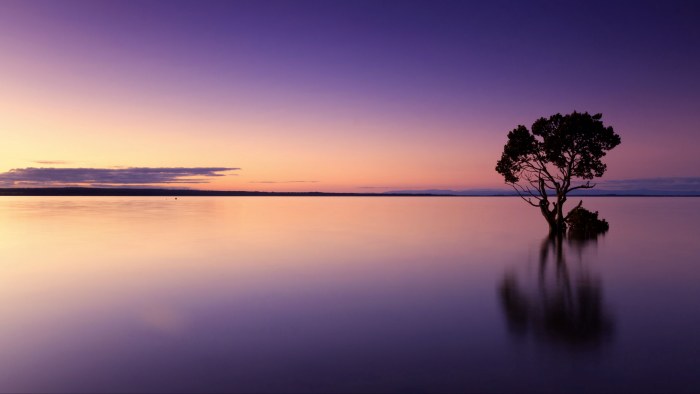 Sunset Lake with Trees — Sunsets & Sunrises wallpaper
