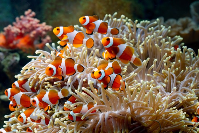 Ocean in Warm Natural Light — Underwater wallpaper