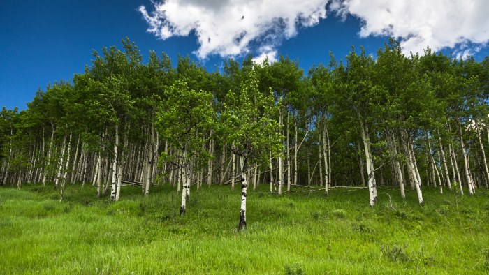 Birch Trees Under a Blue Sky — Forest wallpaper