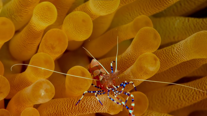 Ocean in Warm Brown Light — Underwater wallpaper