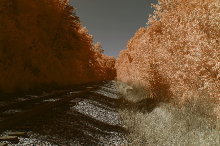 Autumn Leaves Along an Overgrown Railway — Trains wallpaper