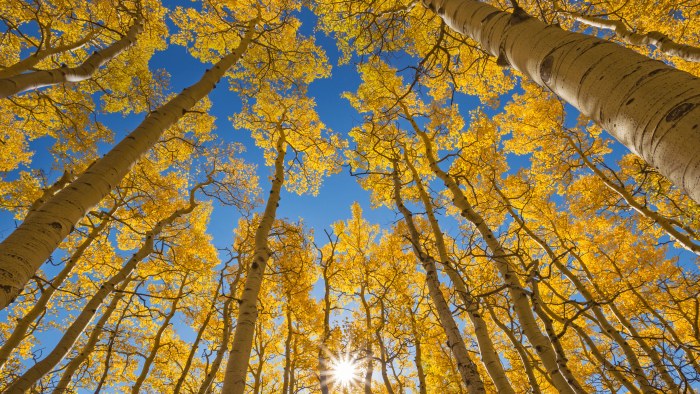 Golden Aspen Canopy — Forest wallpaper