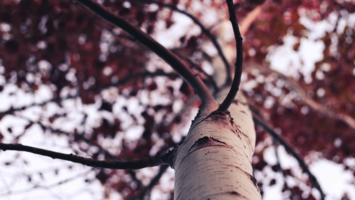 Looking Up a Birch Trunk — Forest wallpaper