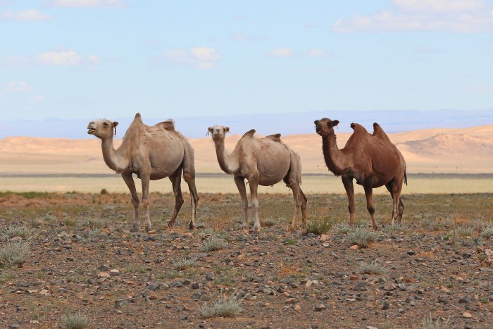 Camels in Gobi Desert 02 — Desert wallpaper