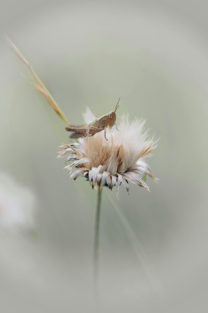 Grasshopper on Flower — Macro / Biophilic Nature wallpaper