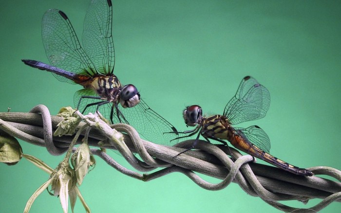 Dragonflies on a Wire — macro/biophilic nature Full HD wallpaper