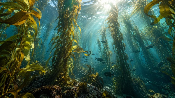 Kelp Forest Underwater 4K Wallpaper — Nature wallpaper