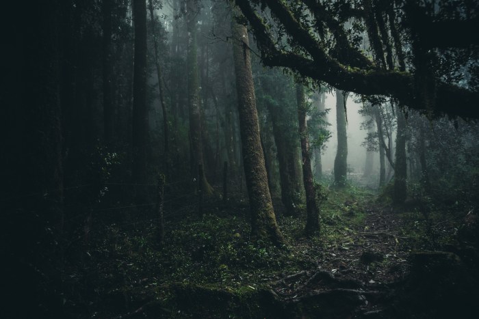 Mossy Forest Path in Rain — Nature wallpaper
